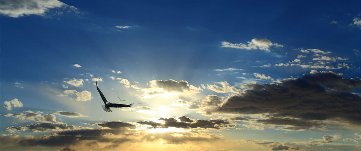 Soaring eagle